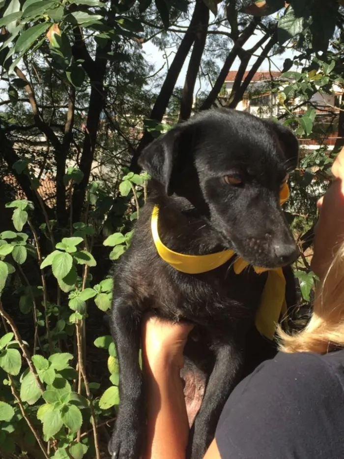Cachorro ra a Srd idade 2 anos nome Jade