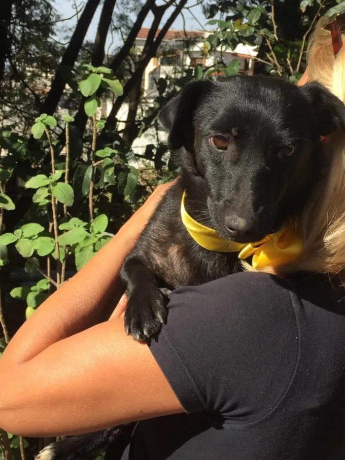 Cachorro ra a Srd idade 2 anos nome Jade