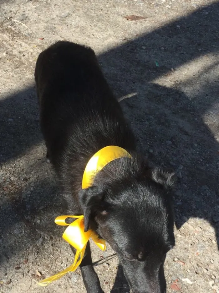 Cachorro ra a Srd idade 2 anos nome Jade