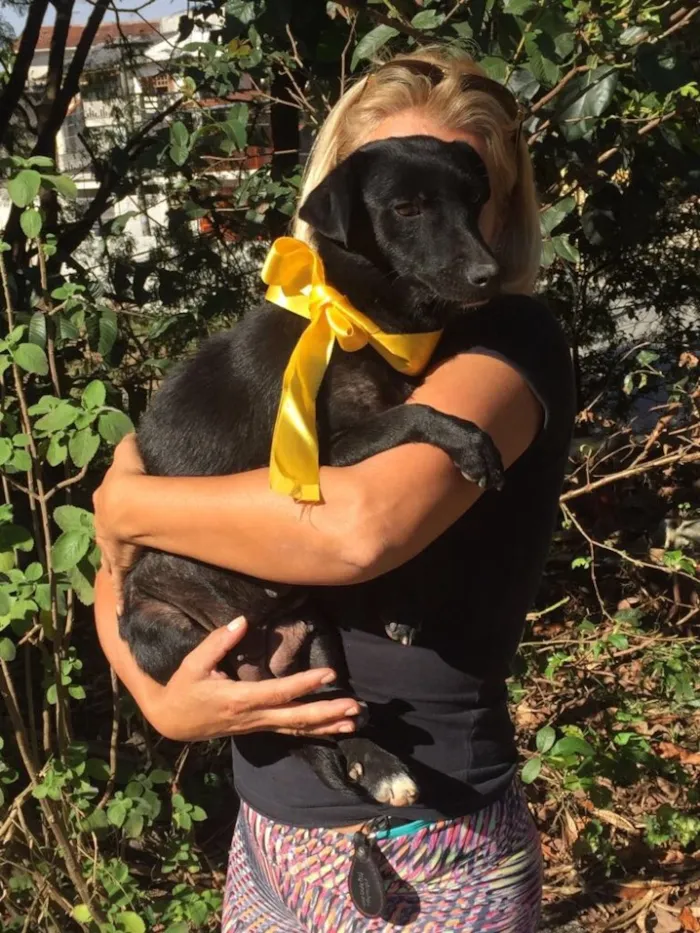 Cachorro ra a Srd idade 2 anos nome Jade