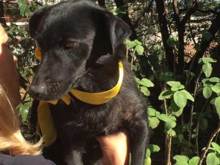 Cachorro ra a Srd idade 2 anos nome Jade