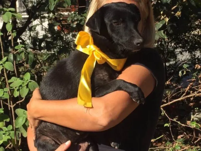 Cachorro ra a Srd idade 2 anos nome Jade