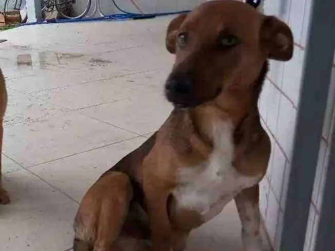 Cachorro raça chow chow com vira lata idade 2 a 6 meses nome Olie