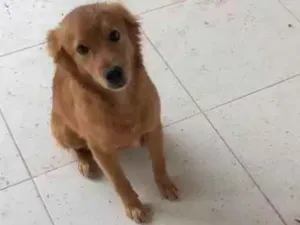 Cachorro raça Chow chow com vira lata idade 2 a 6 meses nome Bethoven 