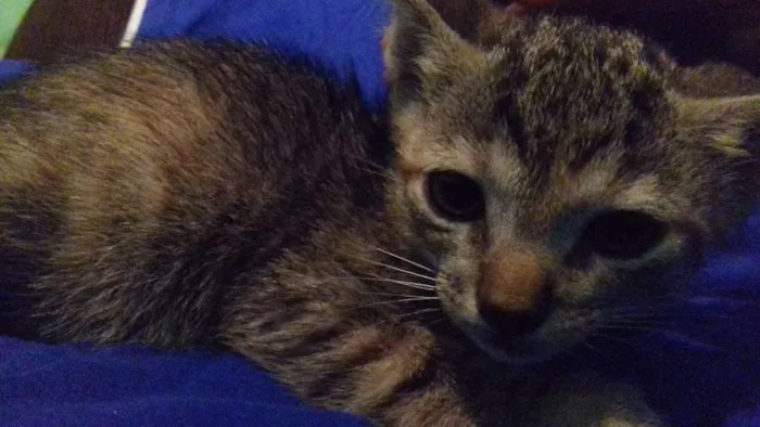Gato ra a Vira lata idade Abaixo de 2 meses nome Sem nome