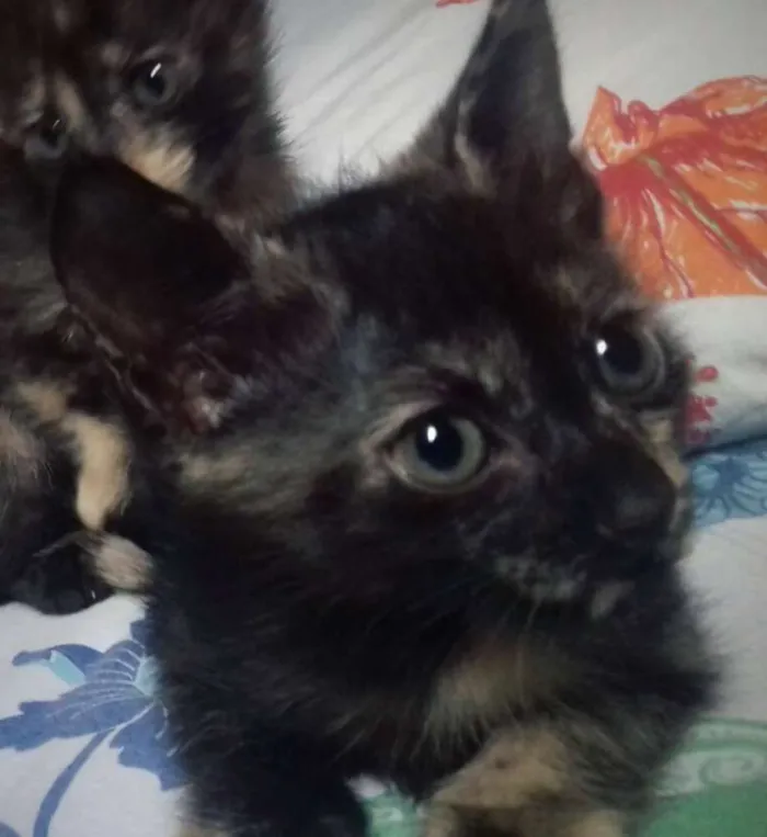 Gato ra a Vira lata idade Abaixo de 2 meses nome Sem nome