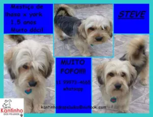 Cachorro raça Lhasa com York idade 1 ano nome Steve Pequeno