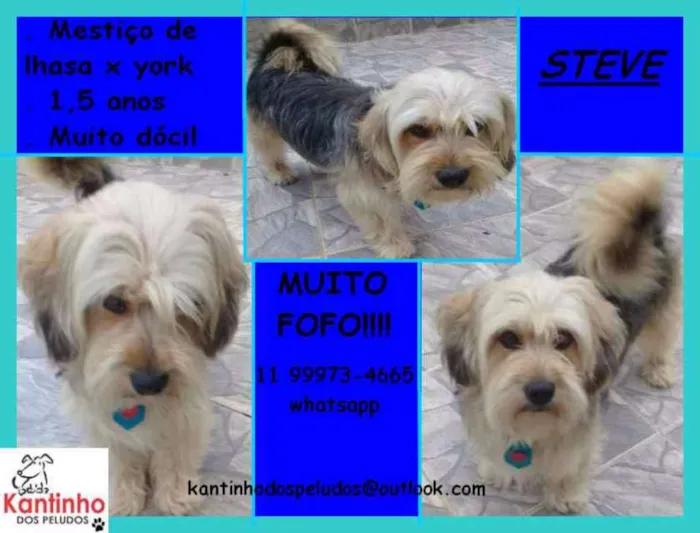 Cachorro ra a Lhasa com York idade 1 ano nome Steve Pequeno