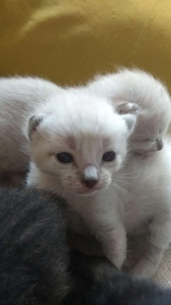 Gato ra a Não Definido idade Abaixo de 2 meses nome Sol e Garnet