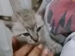 Gato raça Não Definido idade Abaixo de 2 meses nome Sol e Garnet