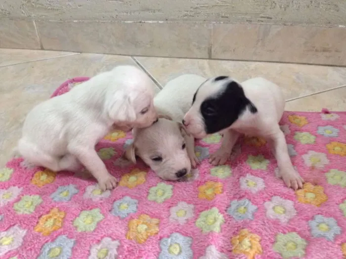 Cachorro ra a Sem raça definida idade Abaixo de 2 meses nome Não tem nome