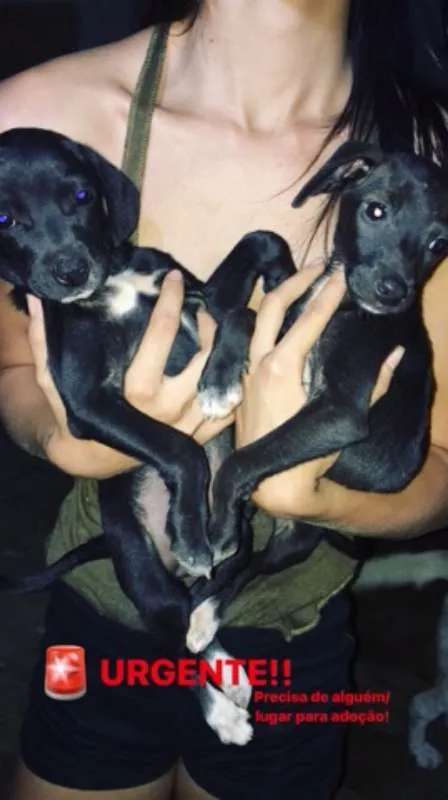 Cachorro ra a Sem raça definida idade 2 a 6 meses nome Sem nome 