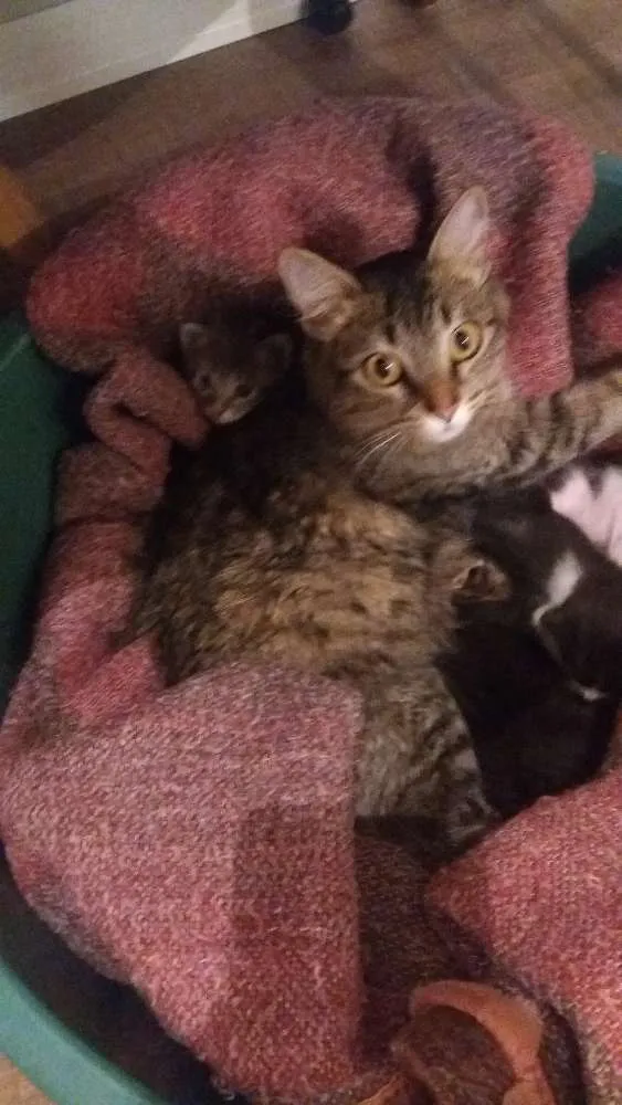Gato ra a SRD idade Abaixo de 2 meses nome Miaus e Catíneos