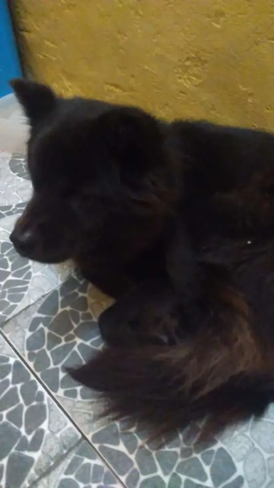 Cachorro ra a Chow chow com pastor idade 3 anos nome Laila