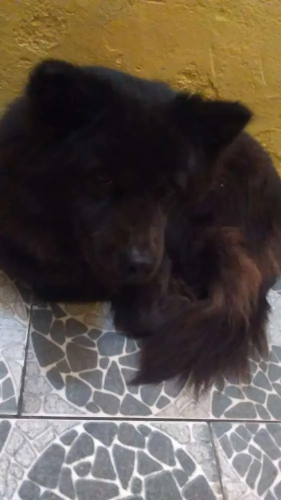 Cachorro ra a Chow chow com pastor idade 3 anos nome Laila
