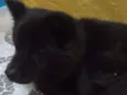Laila