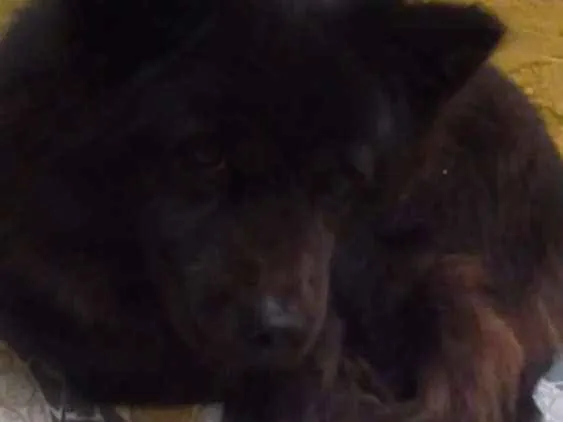 Cachorro ra a Chow chow com pastor idade 3 anos nome Laila