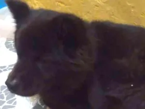 Cachorro raça Chow chow com pastor idade 3 anos nome Laila