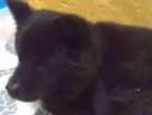 Cachorro raça Chow chow com pastor idade 3 anos nome Laila