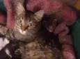 Miaus e Catíneos
