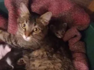Gato raça SRD idade Abaixo de 2 meses nome Miaus e Catíneos