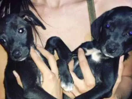 Cachorro ra a Sem raça definida idade 2 a 6 meses nome Sem nome 
