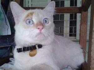 Gato raça Viralata idade 7 a 11 meses nome Floquinho