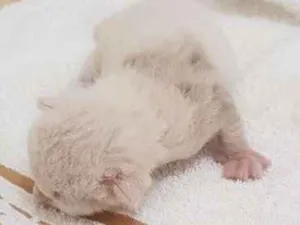 Gato raça Srd idade Abaixo de 2 meses nome Gato