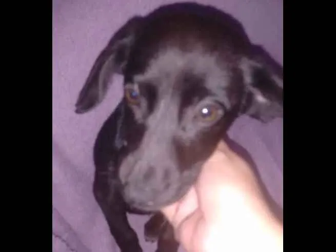 Cachorro ra a  idade 2 a 6 meses nome sem nome