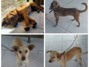 Cachorro raça Viralata idade 1 ano nome Neguinho/Branquinha