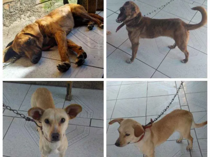 Cachorro ra a Viralata idade 1 ano nome Neguinho/Branquinha