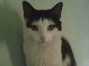 Gato raça SRD idade 2 anos nome Bebezinho