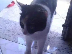 Gato raça SRD idade 2 anos nome Tigresa