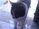 Gato raça SRD idade 2 anos nome Tigresa