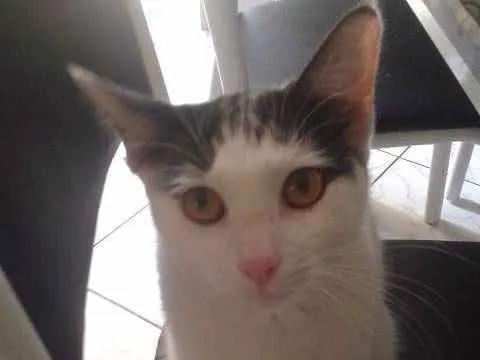 Gato ra a SRD idade 1 ano nome Branquinha