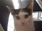 Gato raça SRD idade 1 ano nome Branquinha