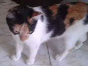 Gato raça SRD idade 1 ano nome Tigresinha