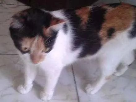 Gato ra a SRD idade 1 ano nome Tigresinha