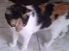 Gato raça SRD idade 1 ano nome Tigresinha