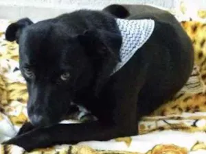 Cachorro raça SRD idade 2 anos nome APOLO