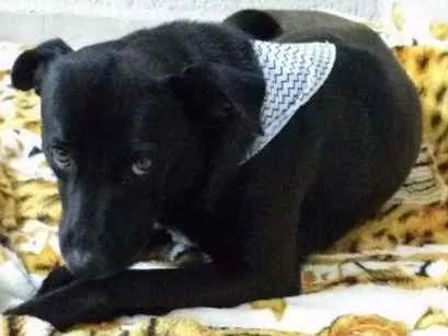 Cachorro ra a SRD idade 2 anos nome APOLO