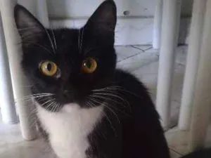 Gato raça SRD idade 1 ano nome Pretinha