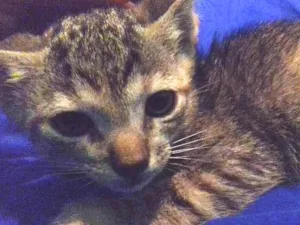 Gato raça Vira lata idade Abaixo de 2 meses nome Sem nome