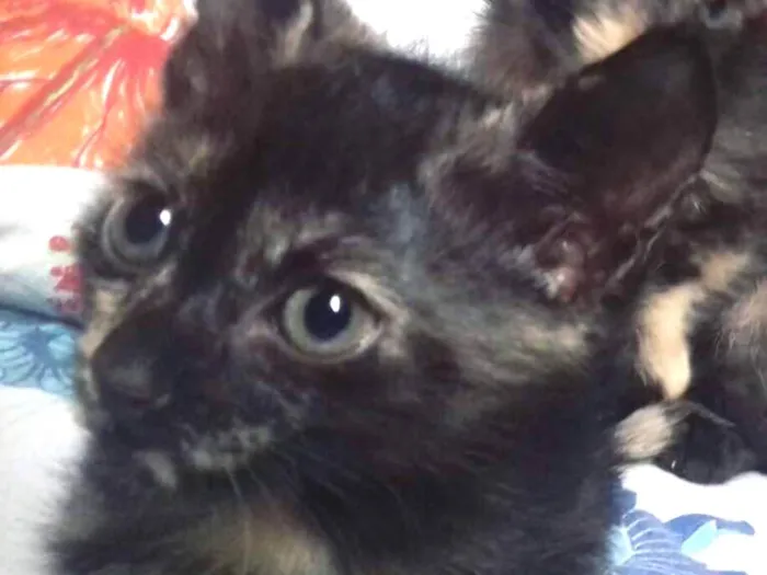 Gato ra a Vira lata idade Abaixo de 2 meses nome Sem nome