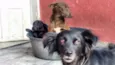 Lessye, Loira e Duqu