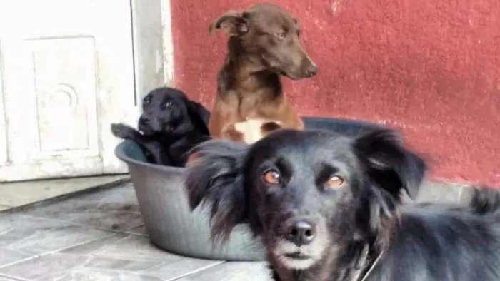 Cachorro ra a SRD  idade 2 anos nome Lessye, Loira e Duqu
