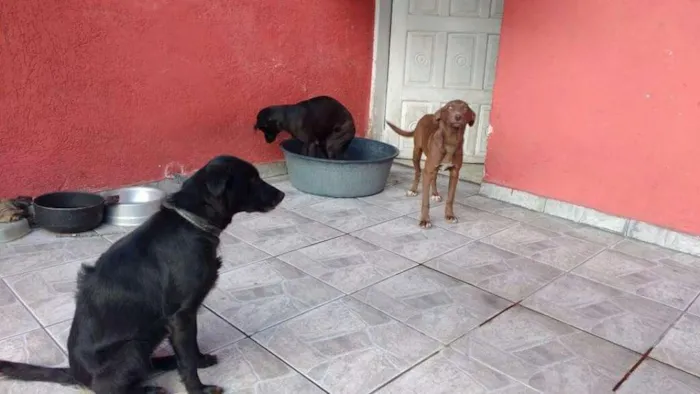 Cachorro ra a SRD  idade 2 anos nome Lessye, Loira e Duqu