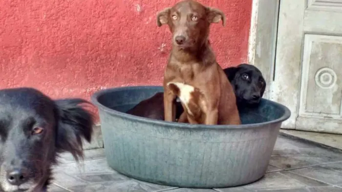 Cachorro ra a SRD  idade 2 anos nome Lessye, Loira e Duqu