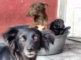 Lessye, Loira e Duqu