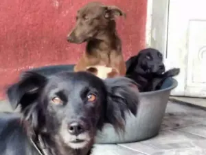 Cachorro raça SRD  idade 2 anos nome Lessye, Loira e Duqu